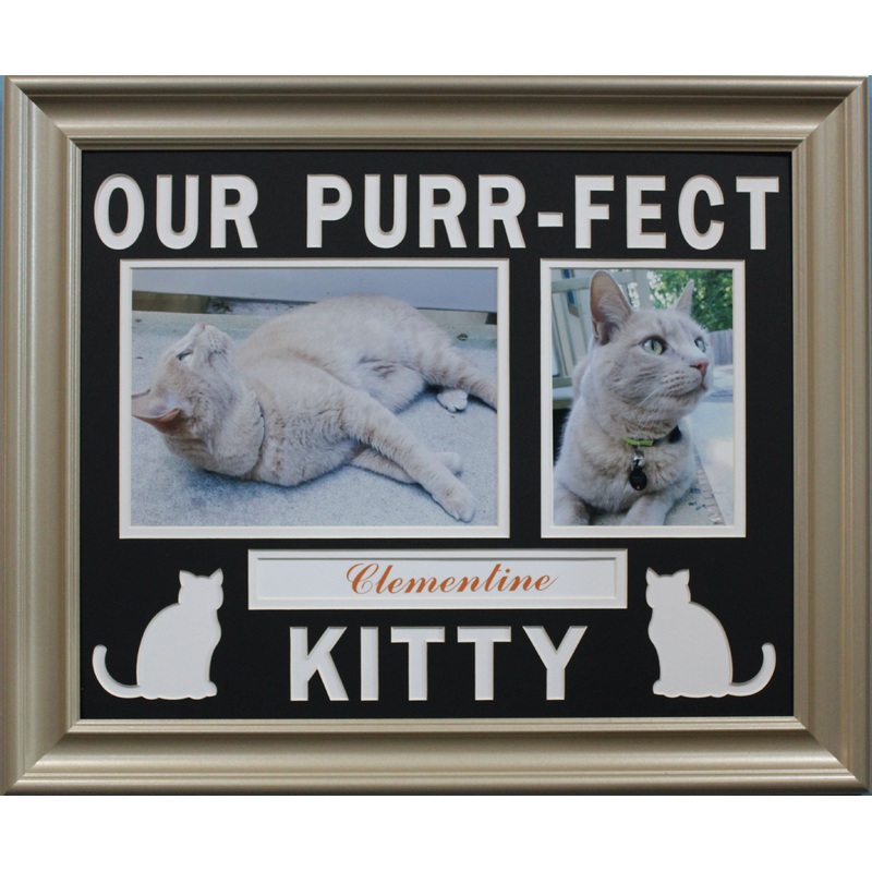 Our Purr-Fect Kitty
